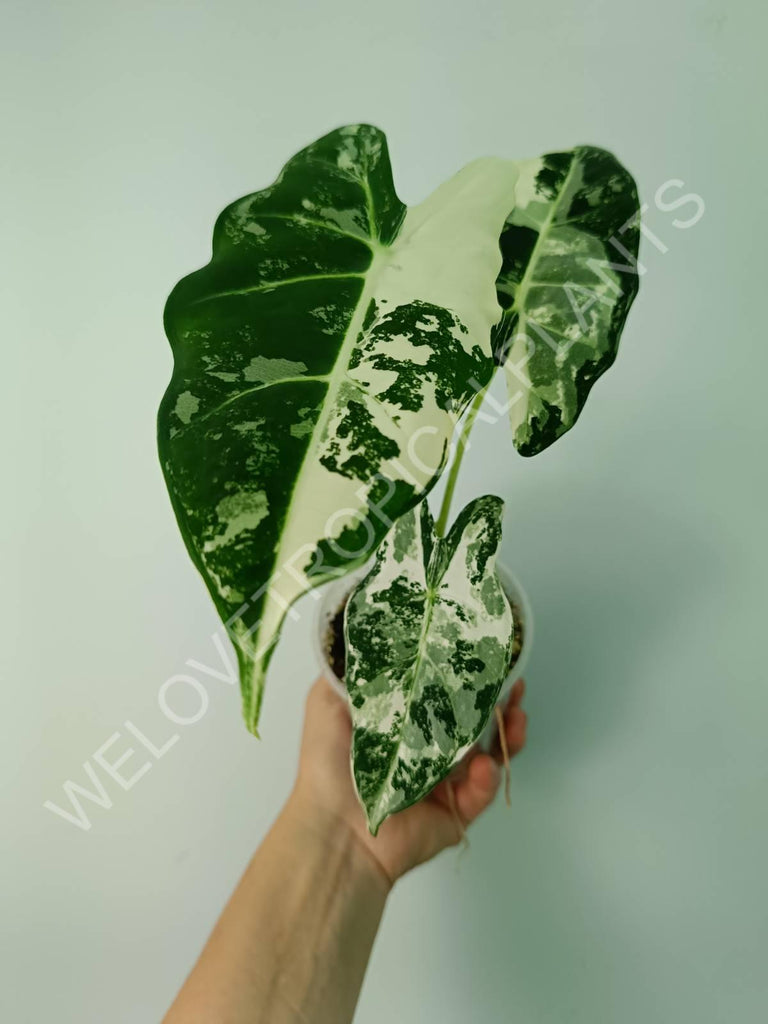 Alocasia micholitziana frydek variegata