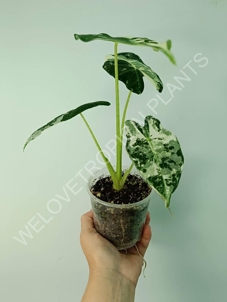 Alocasia micholitziana frydek variegata