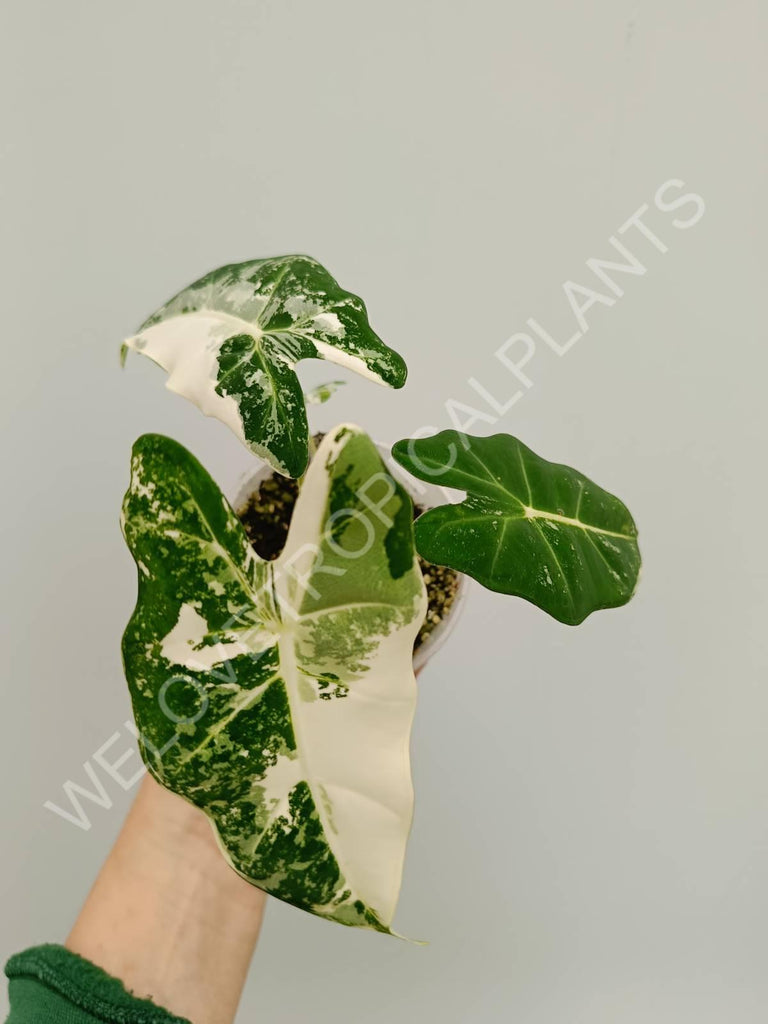 Alocasia micholitziana frydek variegata