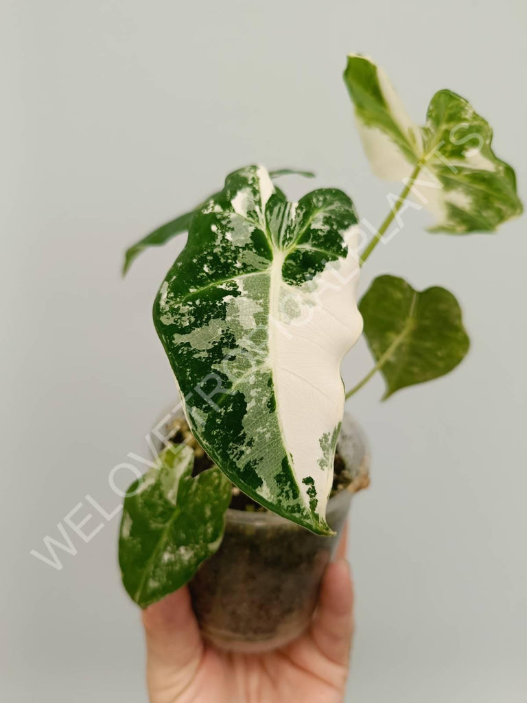 Alocasia micholitziana frydek variegata