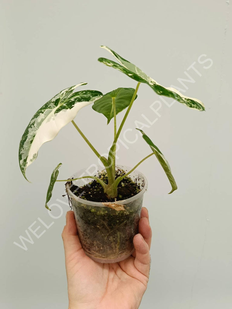 Alocasia micholitziana frydek variegata