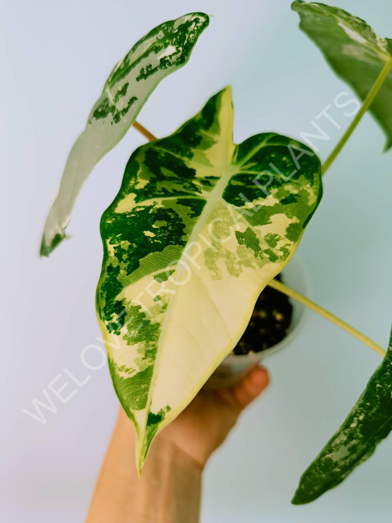 Alocasia micholitziana frydek variegata