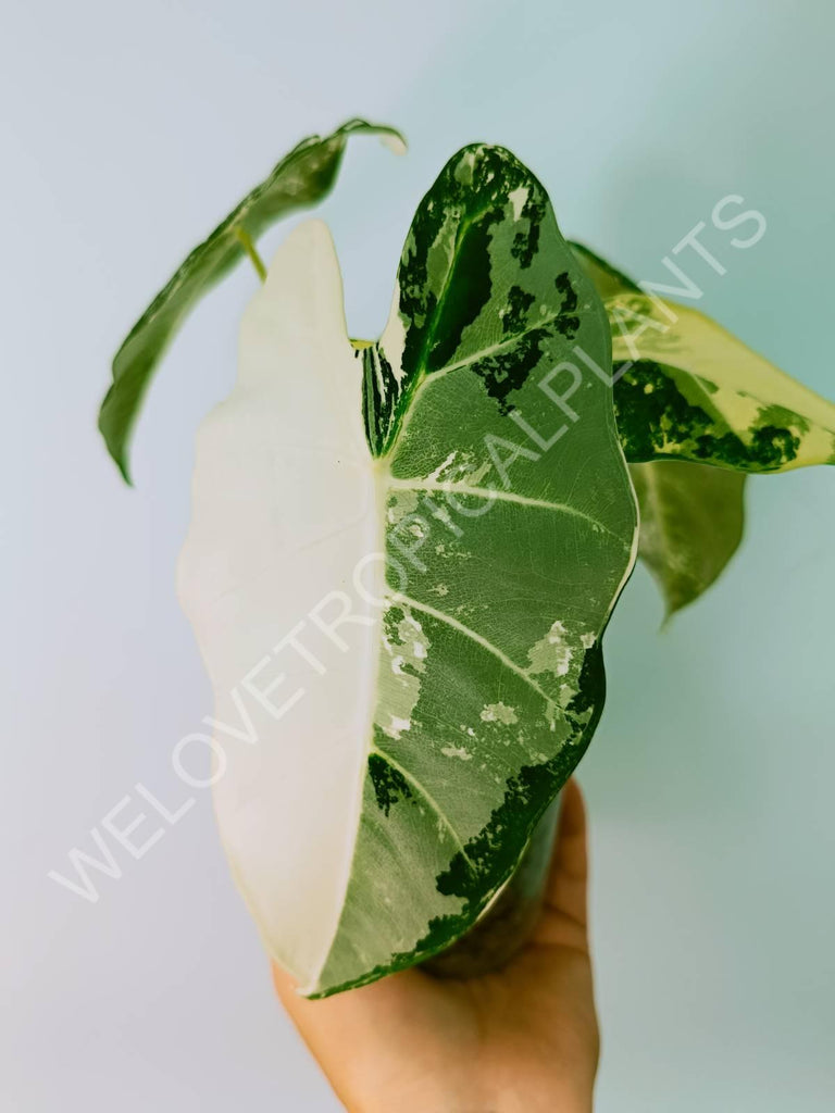 Alocasia micholitziana frydek variegata