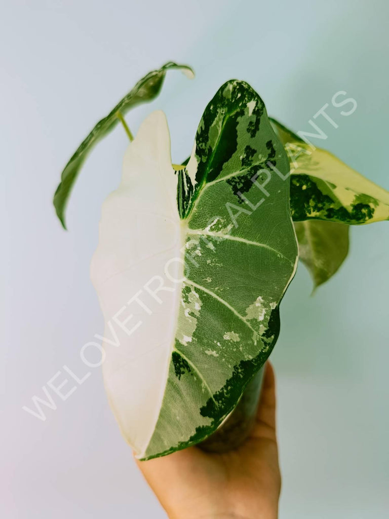 Alocasia micholitziana frydek variegata