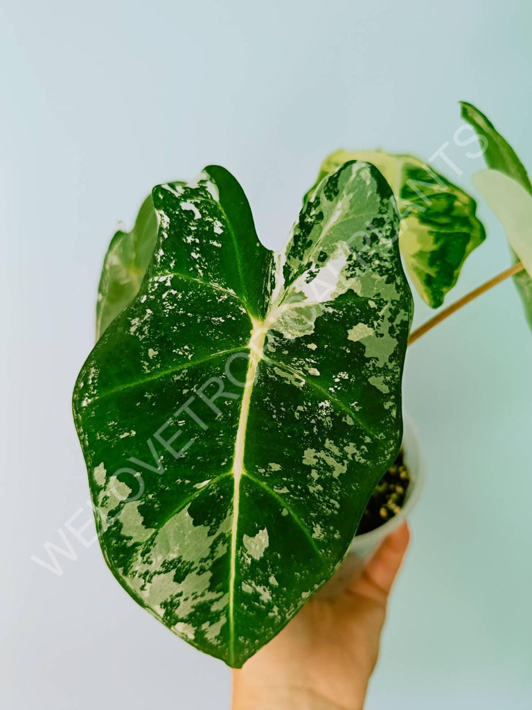 Alocasia micholitziana frydek variegata