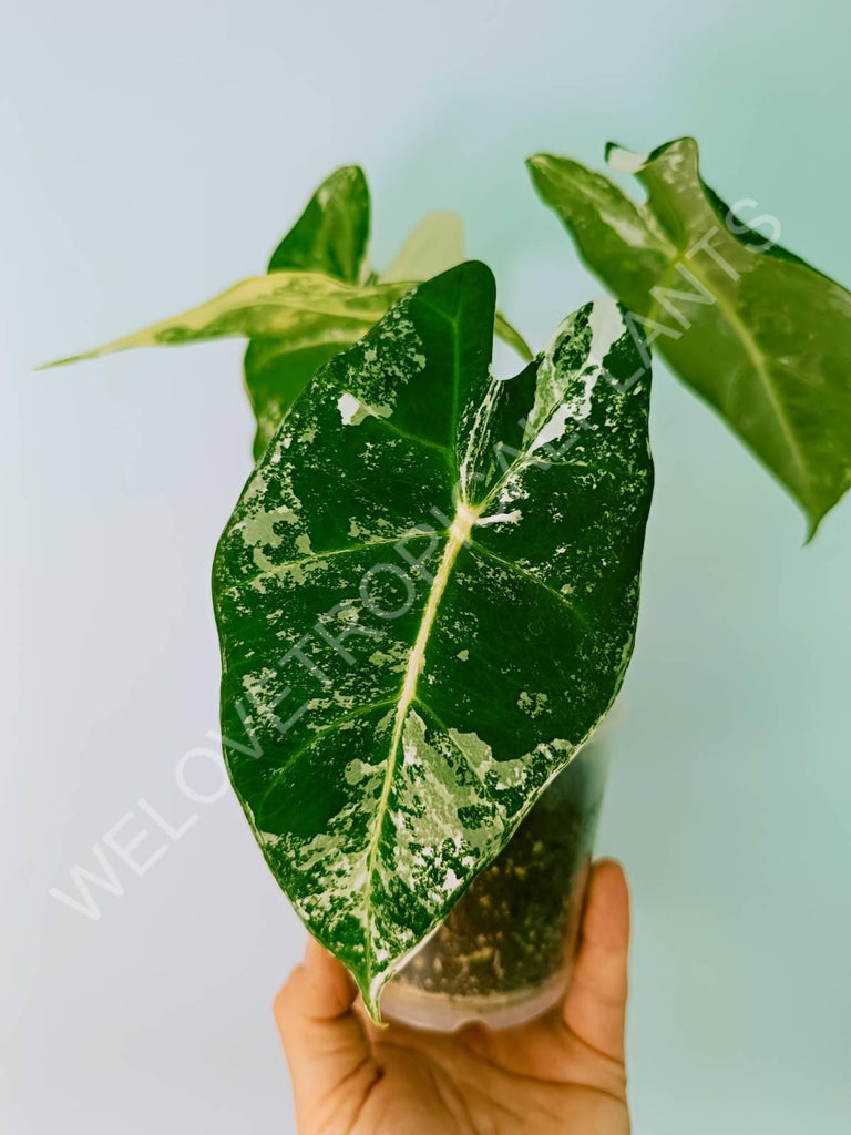 Alocasia micholitziana frydek variegata