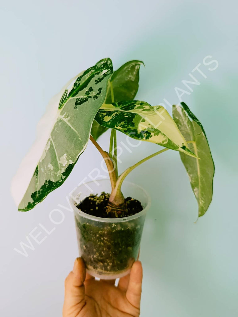 Alocasia micholitziana frydek variegata