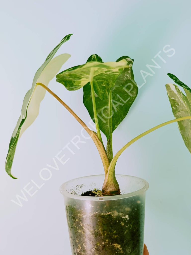 Alocasia micholitziana frydek variegata