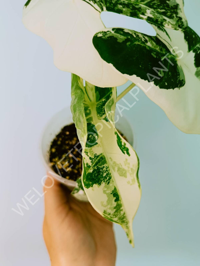 Alocasia micholitziana frydek variegata