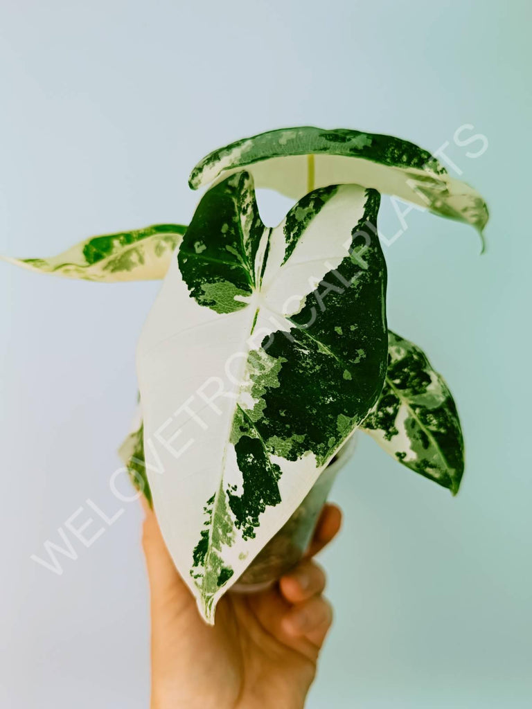 Alocasia micholitziana frydek variegata