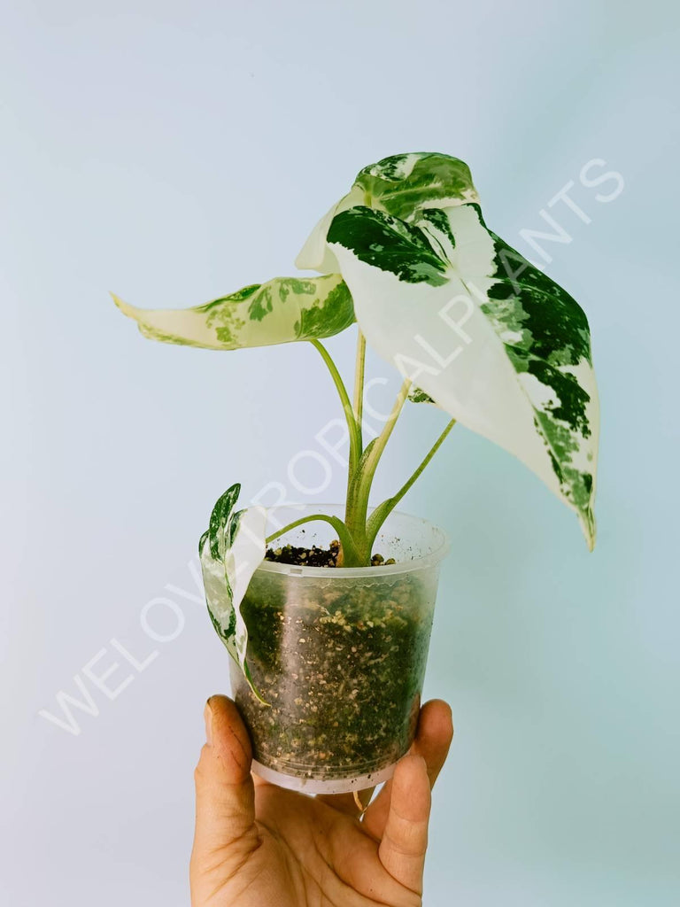 Alocasia micholitziana frydek variegata