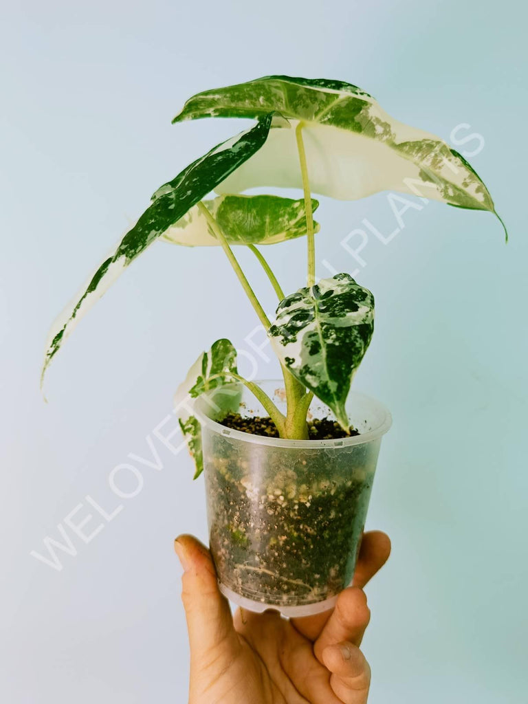 Alocasia micholitziana frydek variegata