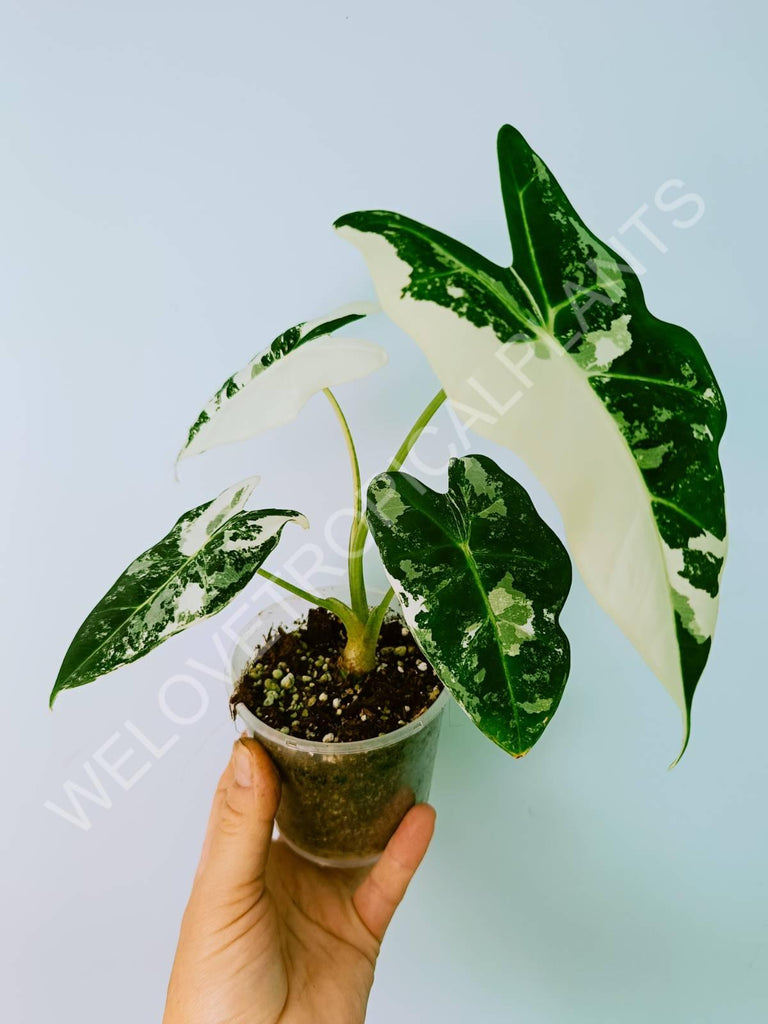 Alocasia micholitziana frydek variegata