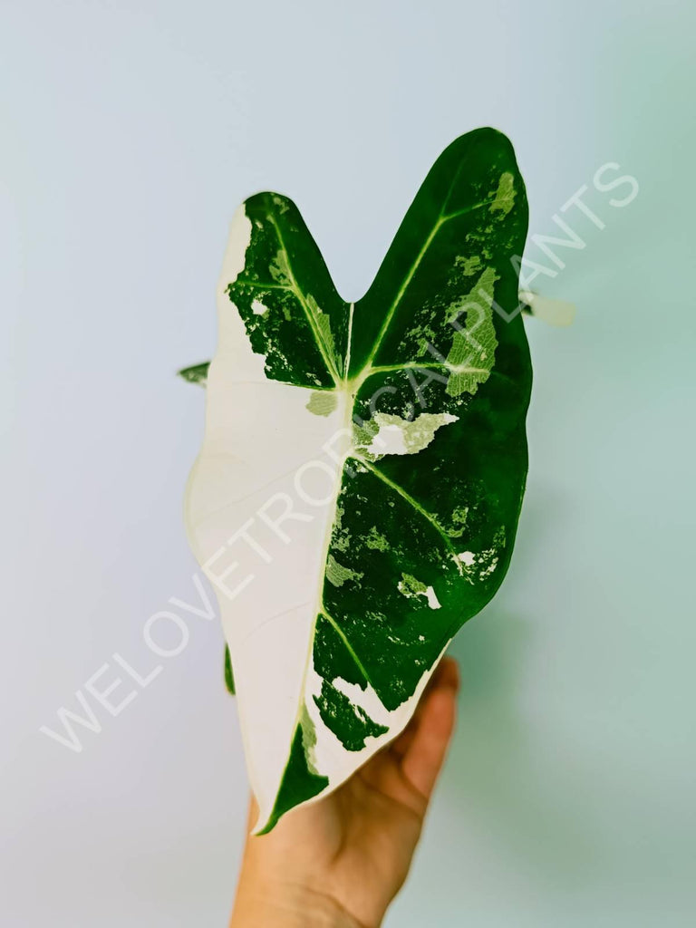 Alocasia micholitziana frydek variegata