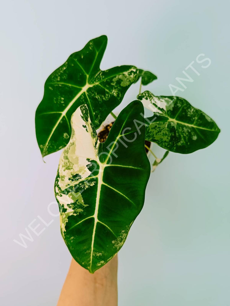 Alocasia micholitziana frydek variegata