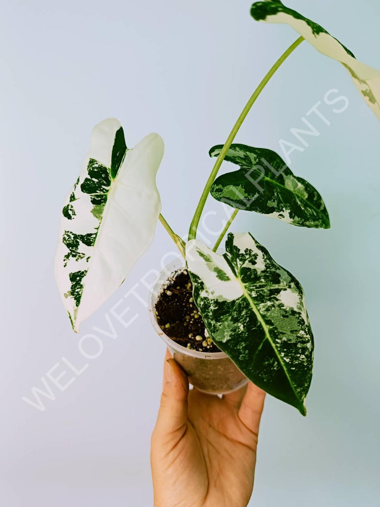 Alocasia micholitziana frydek variegata