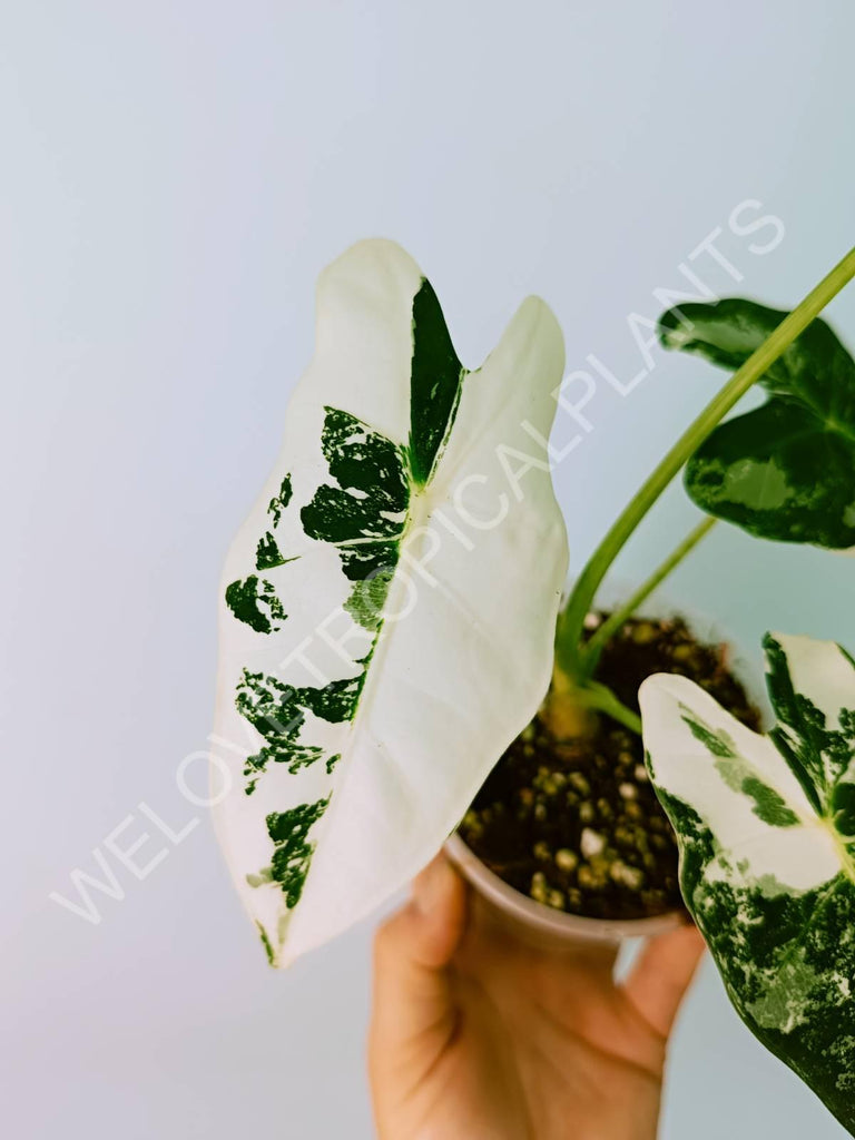 Alocasia micholitziana frydek variegata