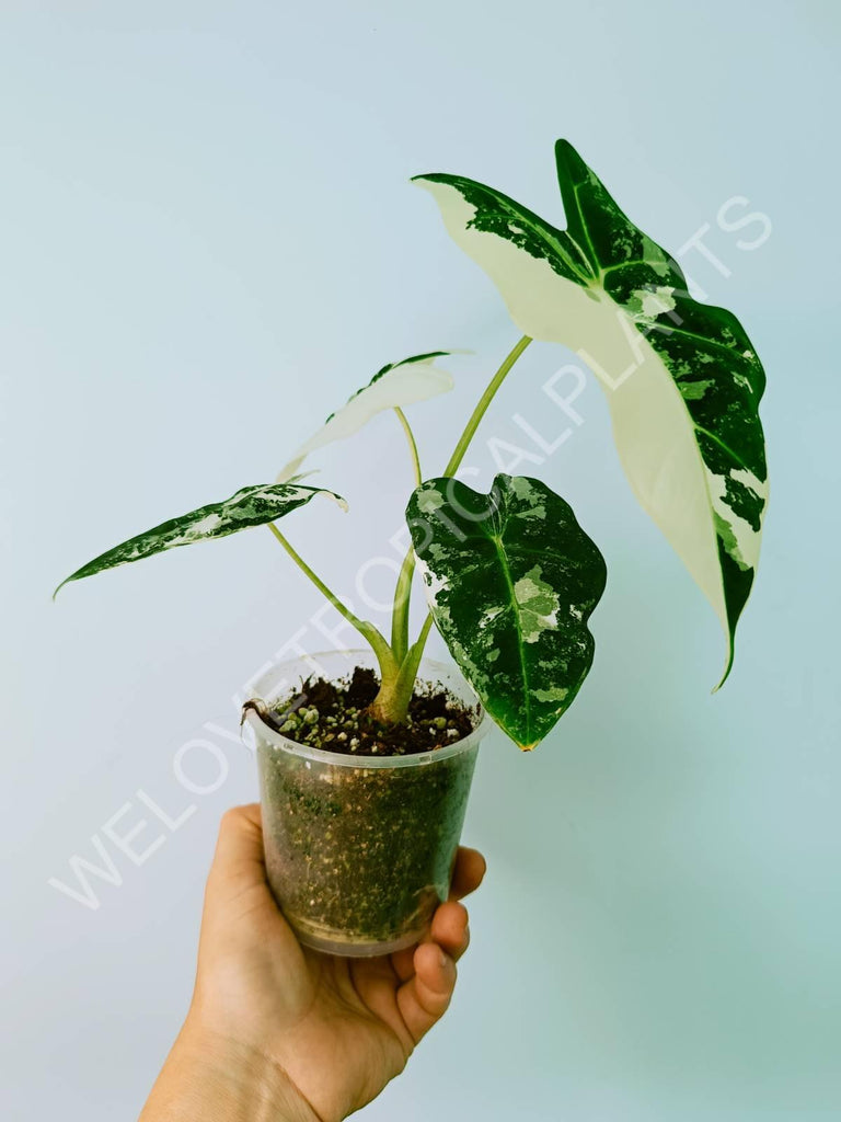 Alocasia micholitziana frydek variegata