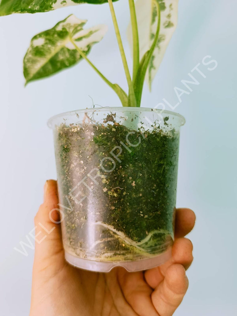 Alocasia micholitziana frydek variegata