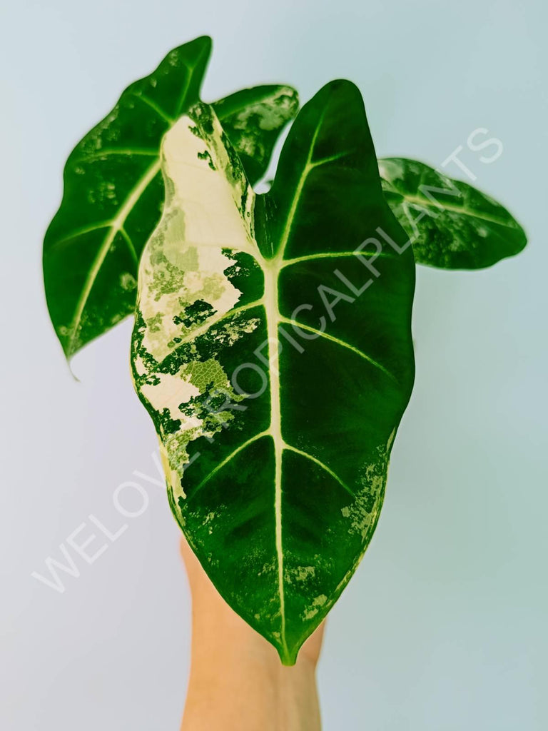 Alocasia micholitziana frydek variegata