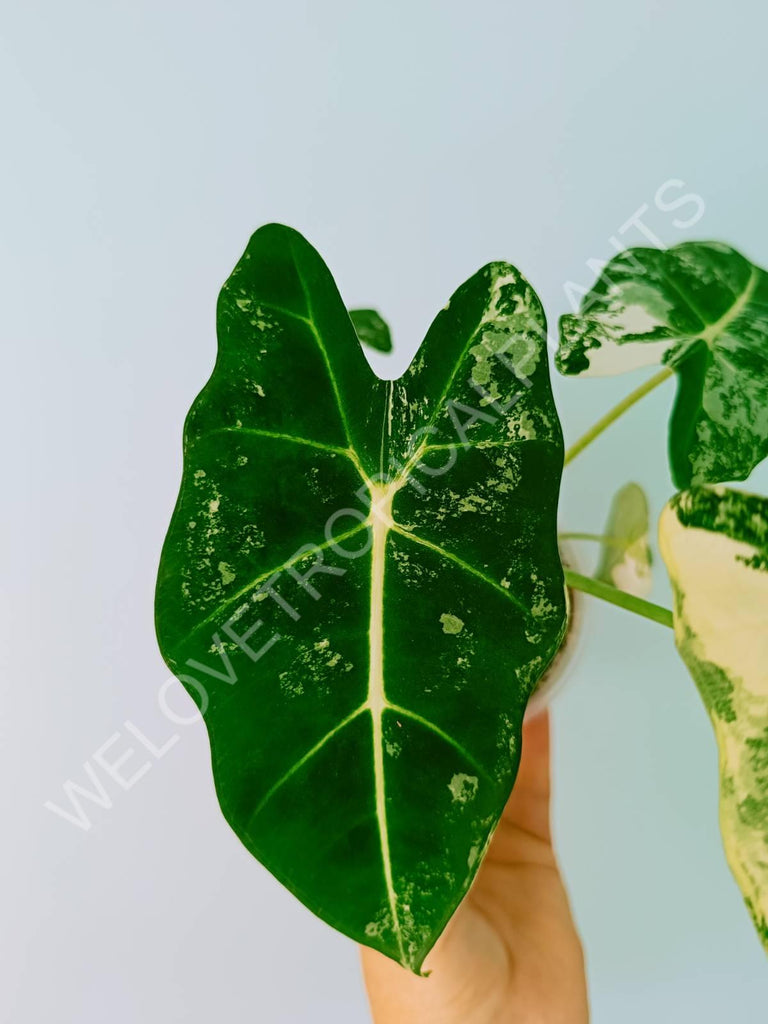 Alocasia micholitziana frydek variegata