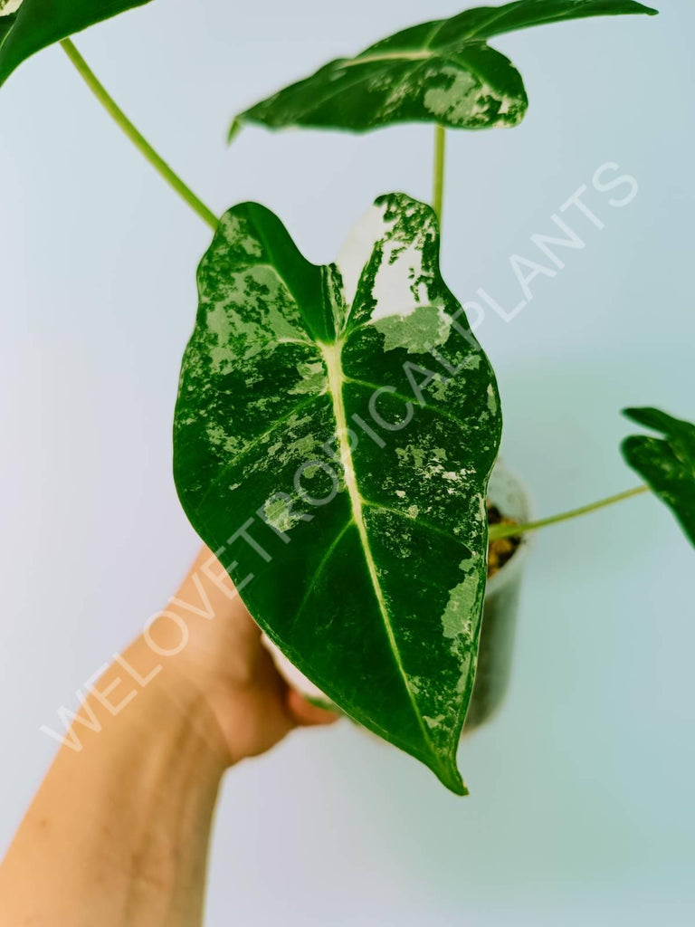 Alocasia micholitziana frydek variegata