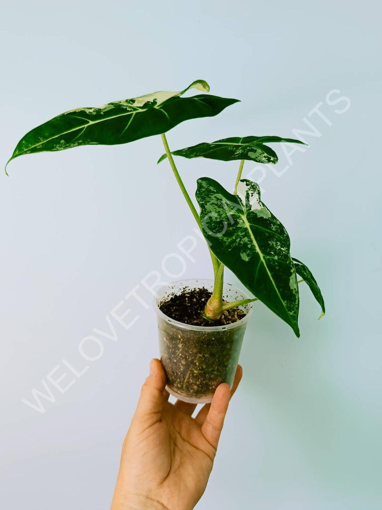 Alocasia micholitziana frydek variegata