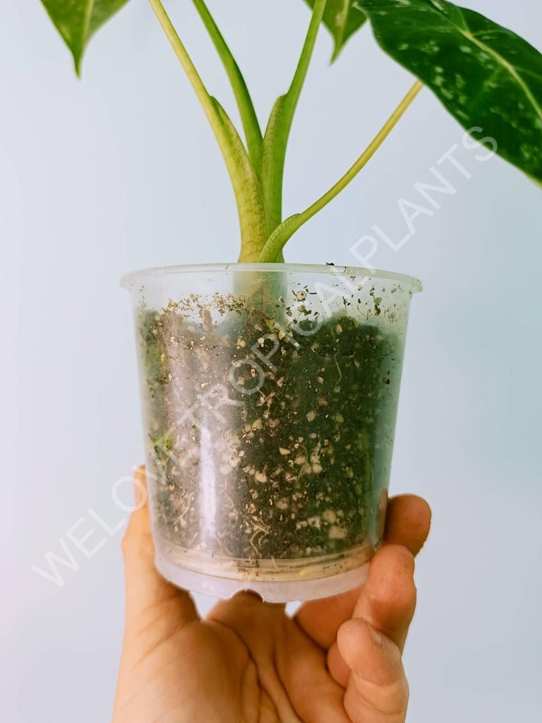 Alocasia micholitziana frydek variegata