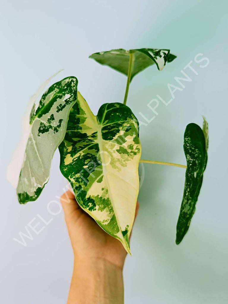 Alocasia micholitziana frydek variegata