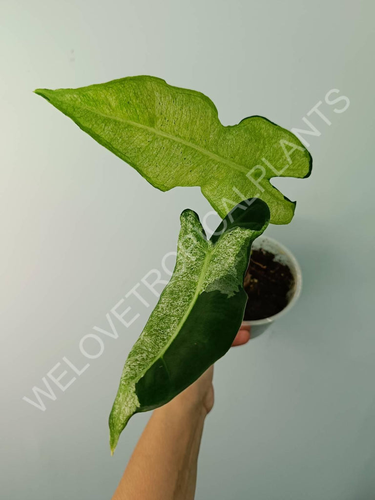 Alocasia micholitziana frydek variegata mint