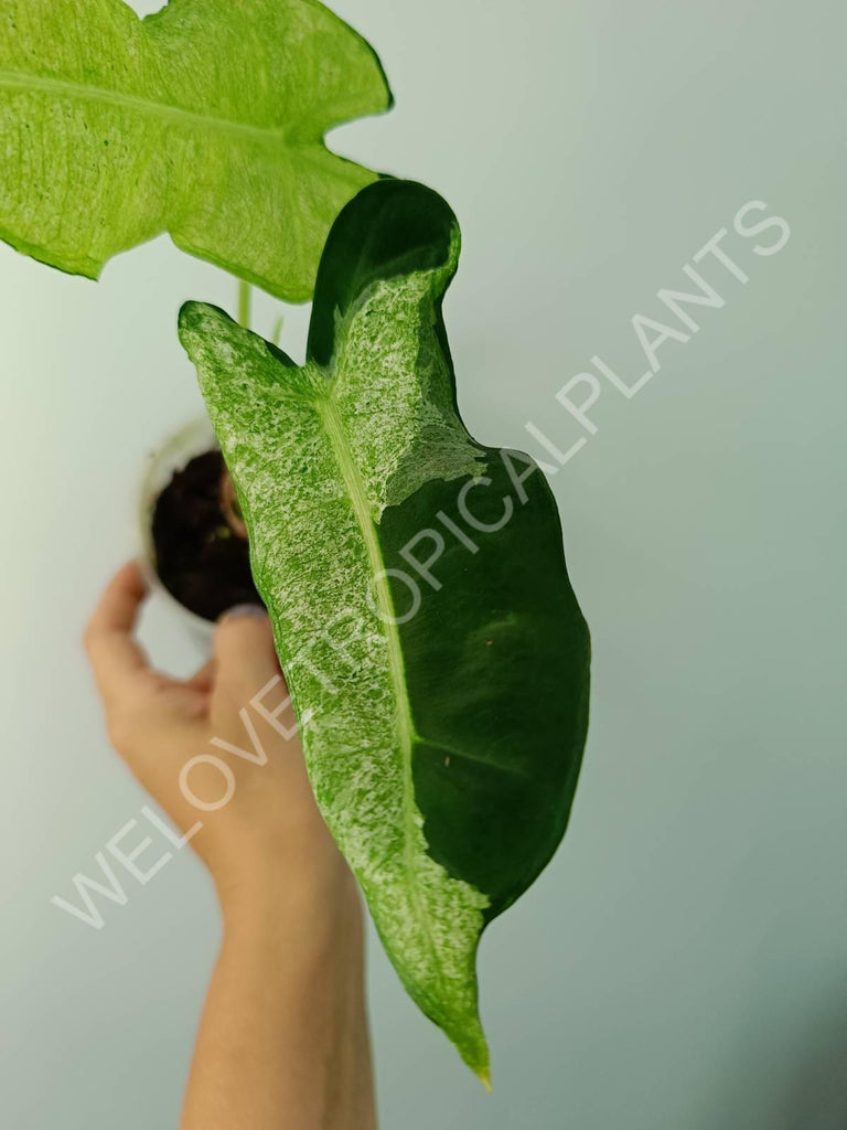 Alocasia micholitziana frydek variegata mint