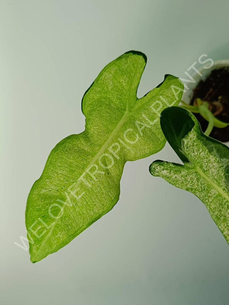 Alocasia micholitziana frydek variegata mint