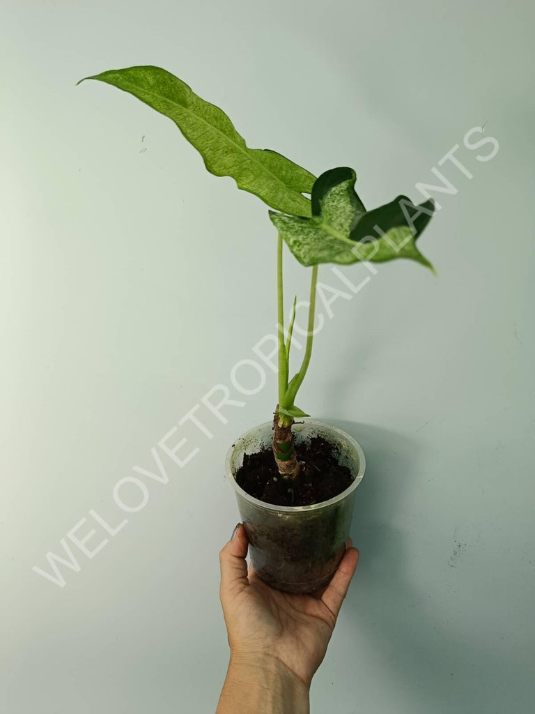 Alocasia micholitziana frydek variegata mint