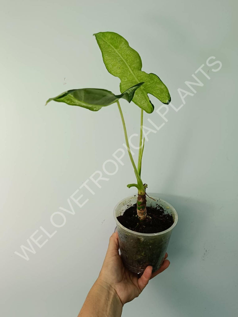 Alocasia micholitziana frydek variegata mint