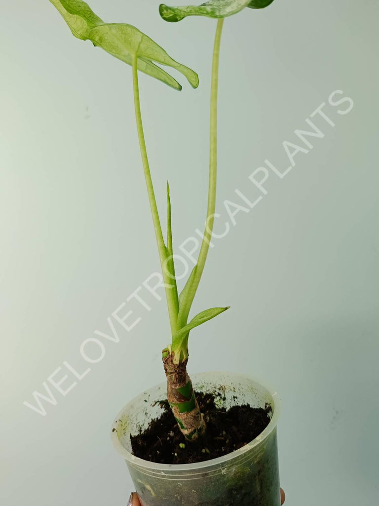 Alocasia micholitziana frydek variegata mint