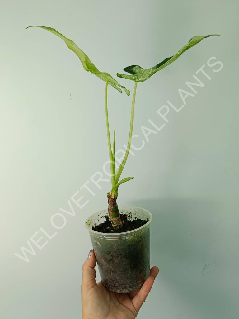 Alocasia micholitziana frydek variegata mint