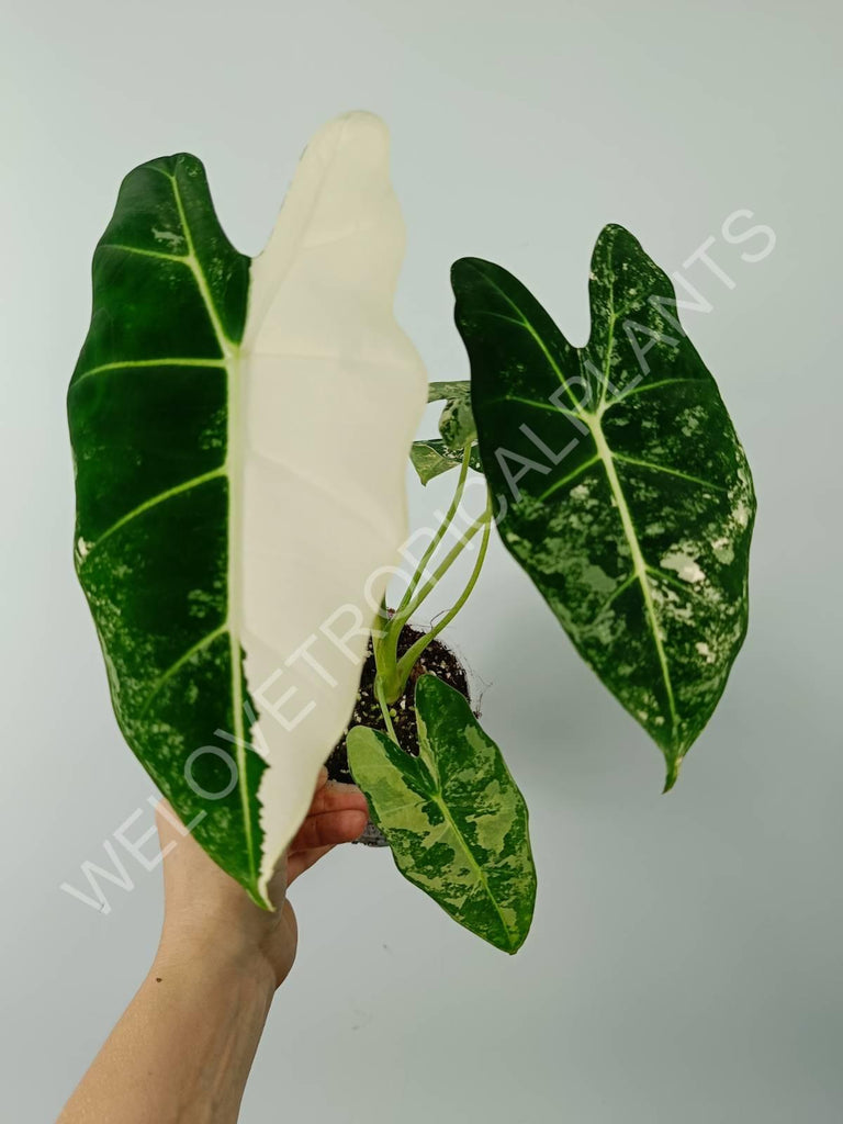 Alocasia micholitziana frydek variegata