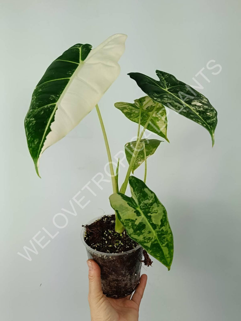 Alocasia micholitziana frydek variegata