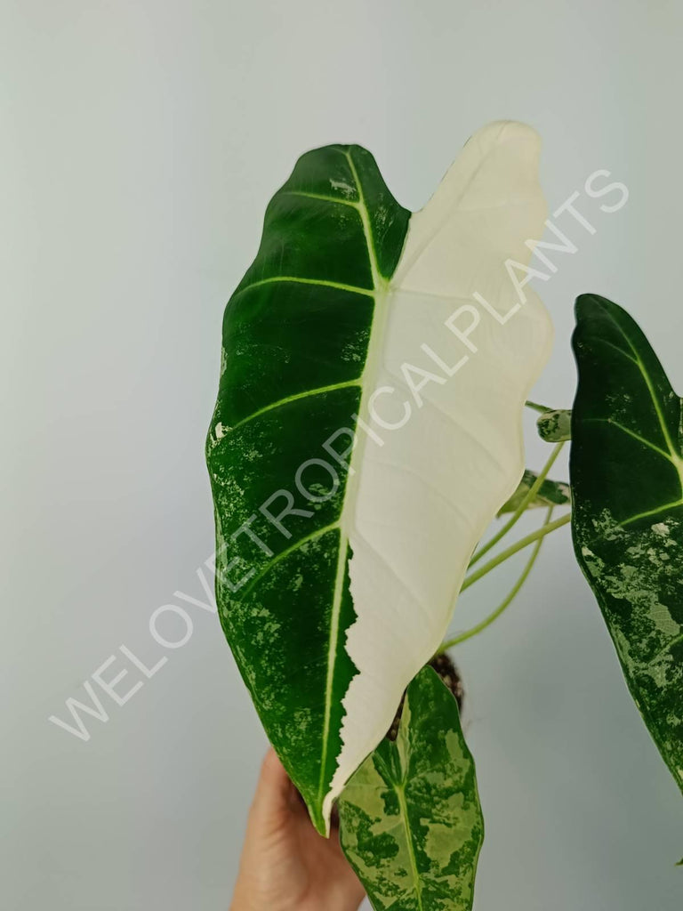 Alocasia micholitziana frydek variegata