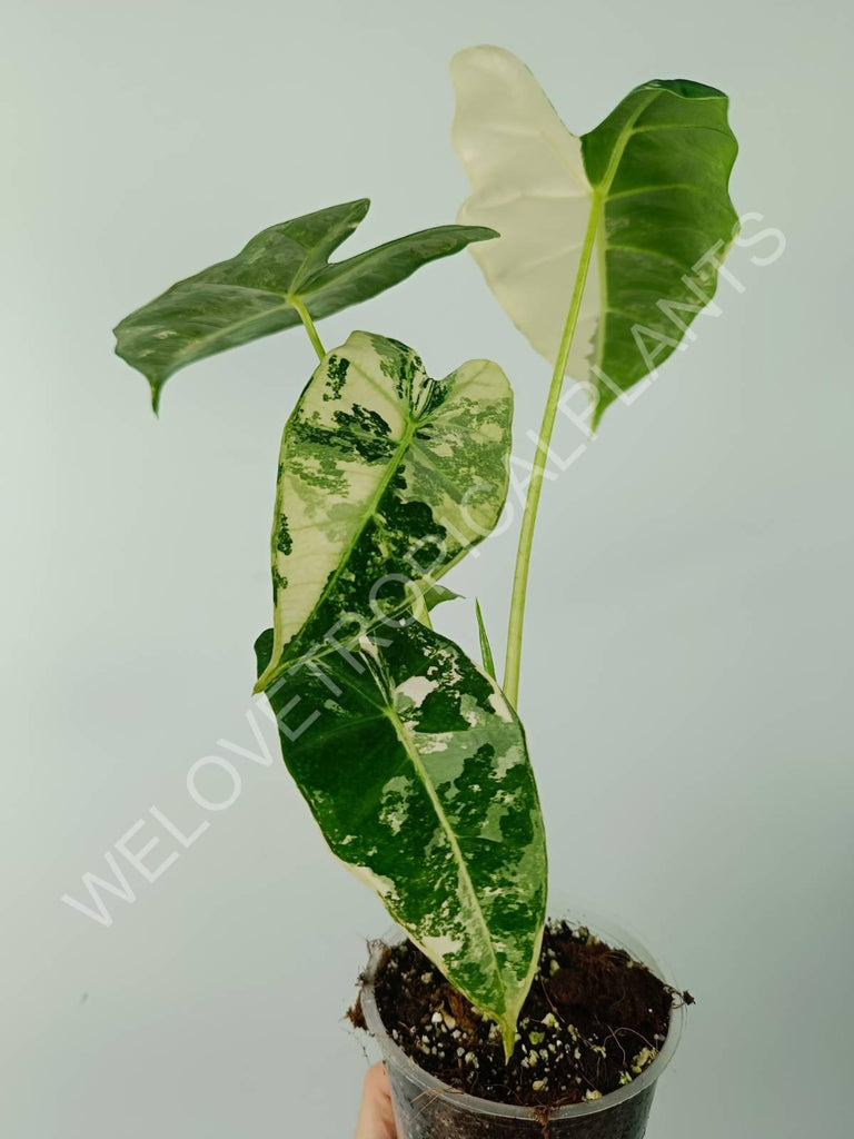 Alocasia micholitziana frydek variegata