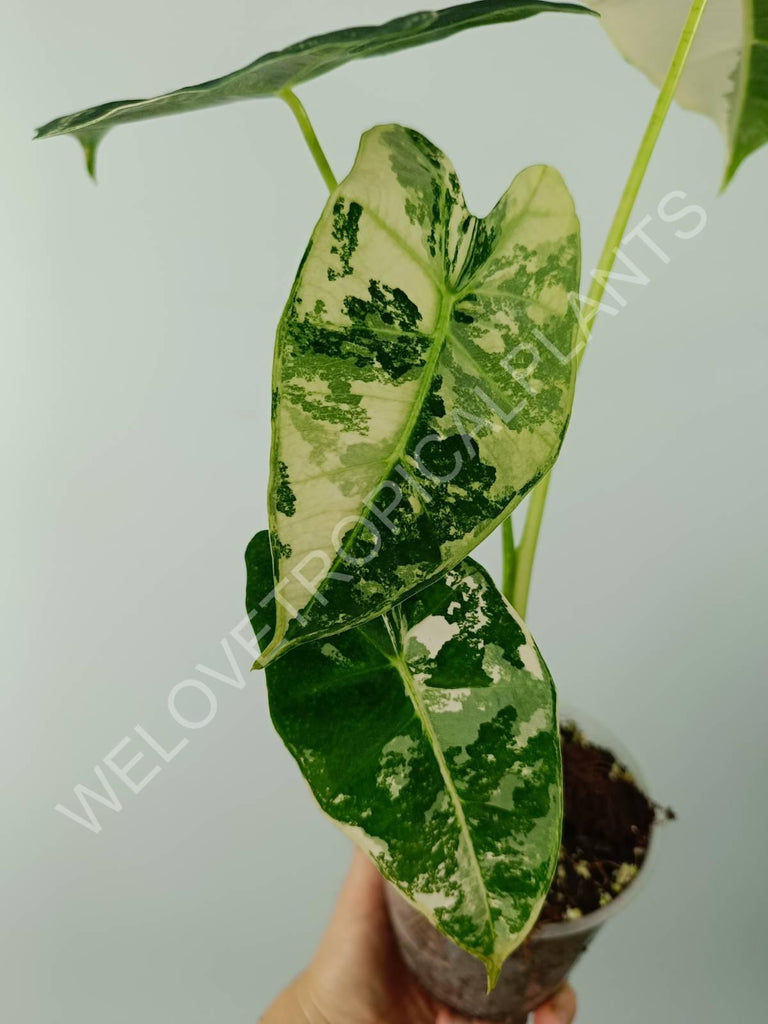 Alocasia micholitziana frydek variegata