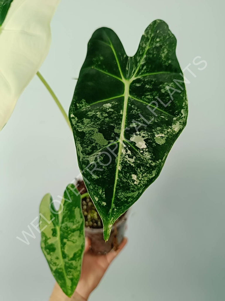 Alocasia micholitziana frydek variegata