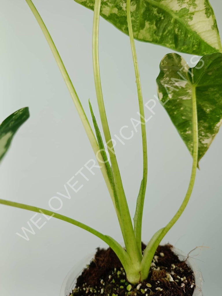 Alocasia micholitziana frydek variegata