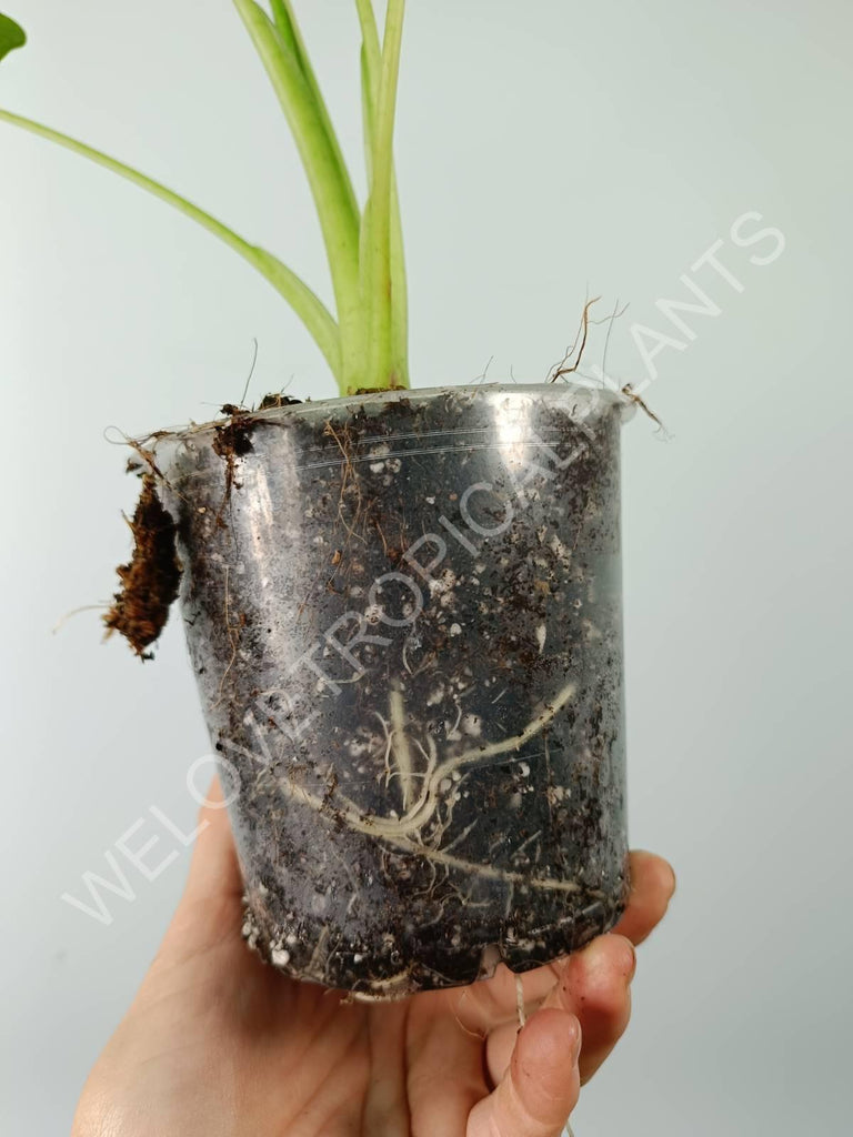 Alocasia micholitziana frydek variegata