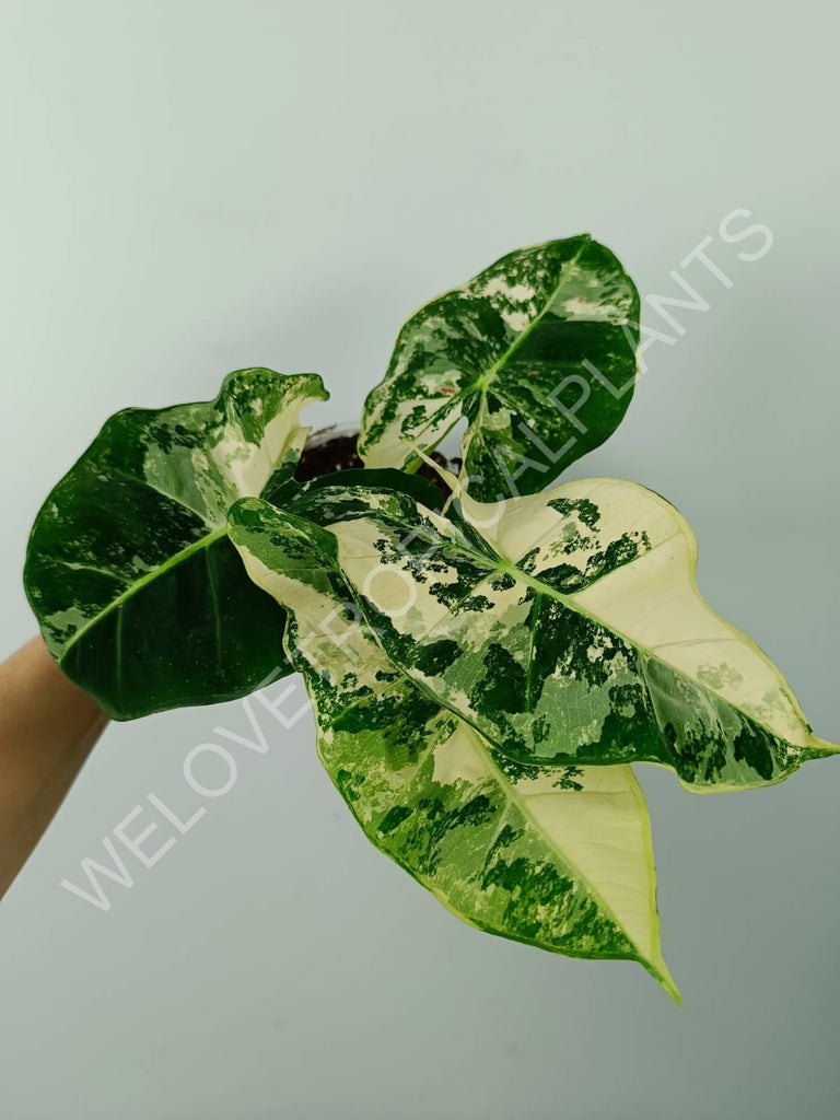 Alocasia micholitziana frydek variegata