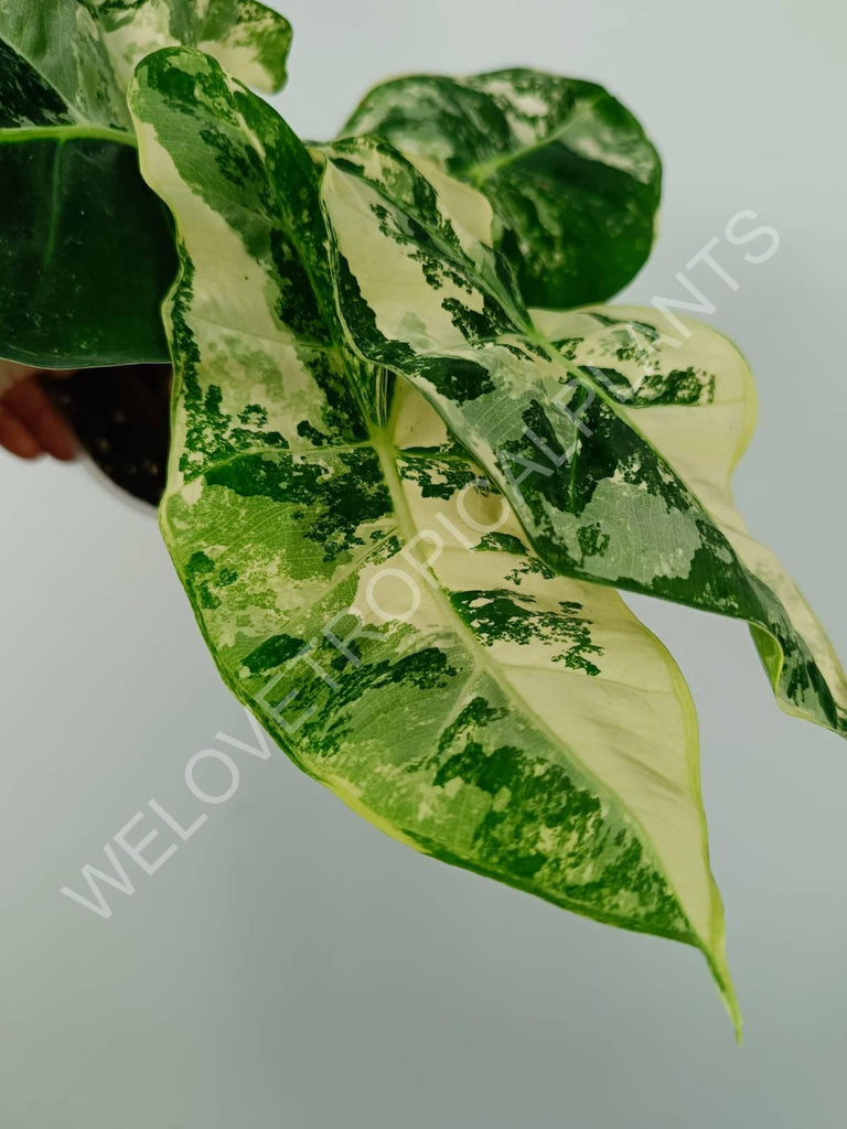 Alocasia micholitziana frydek variegata