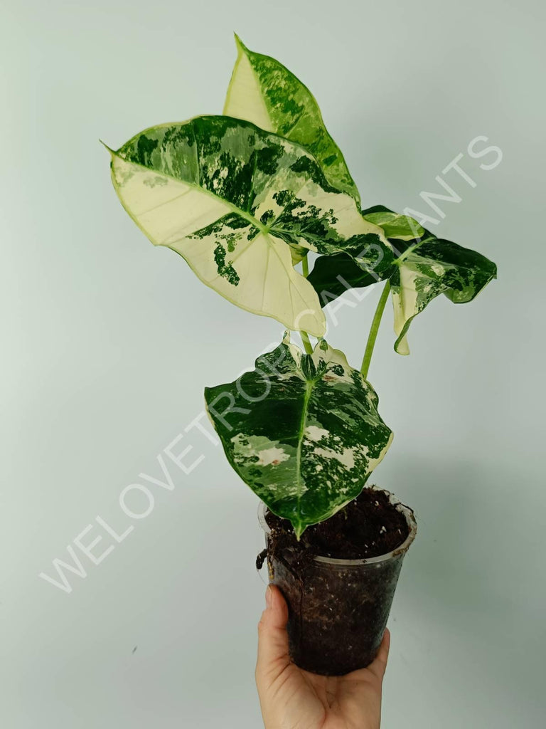 Alocasia micholitziana frydek variegata