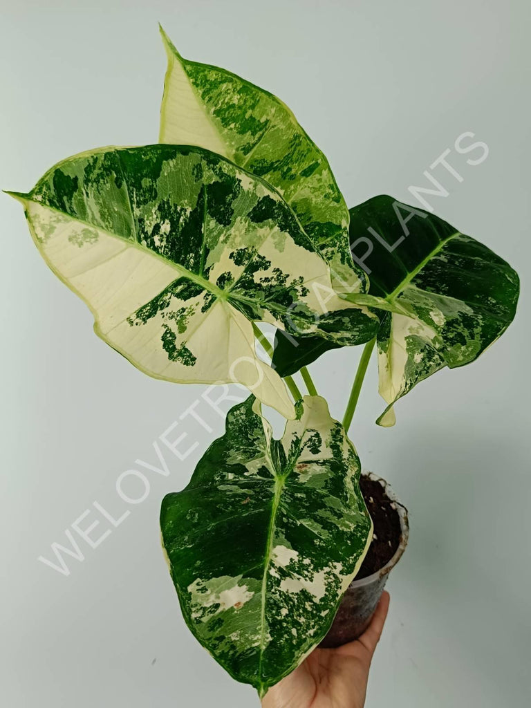 Alocasia micholitziana frydek variegata