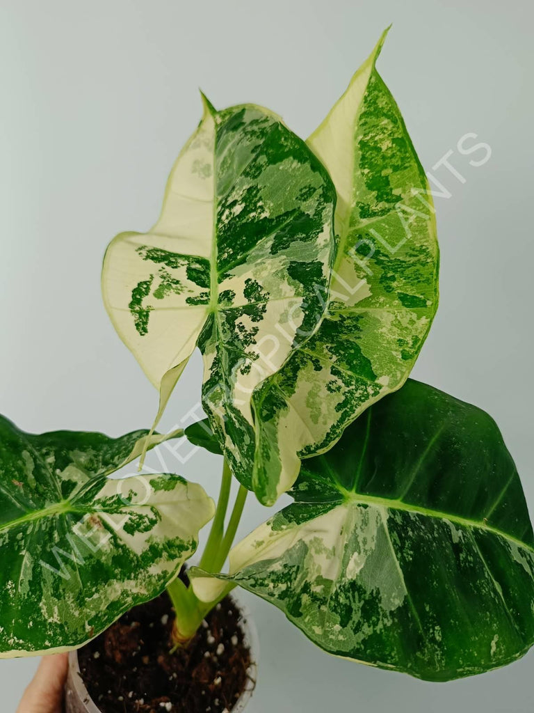 Alocasia micholitziana frydek variegata