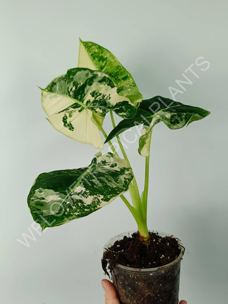 Alocasia micholitziana frydek variegata